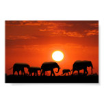 Animal Posters