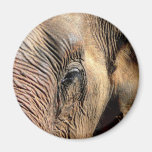 Elephant Fridge Magnet