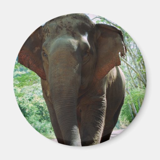 Elephant Fridge Magnet