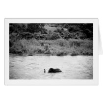 Elephant having a bath cards