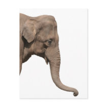 Elephant head postcards by Eggznbeenz Elephant head postcards