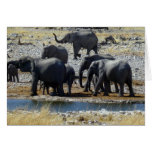 Elephant Herd Greeting Cards