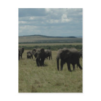 Elephant herd Maasai Mara, Kenya postcards