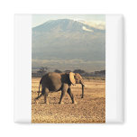 Elephant in front of Kilimanjaro Magnet
