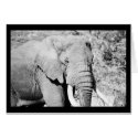 Elephant in the Serengeti cards by ksmcnerney Elephant in the Serengeti cards