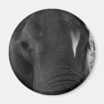 Elephant lover refrigerator magnets