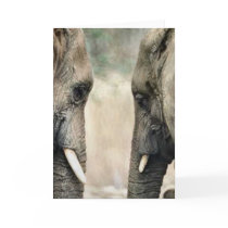 Elephant Lovers Art Gifts Card