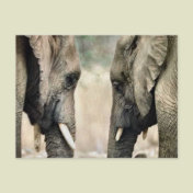 Elephant Lovers Art Gifts
