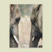 Elephant Lovers Art Gifts