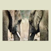Elephant Lovers Art Gifts