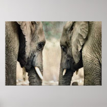 Elephant Lovers Art Gifts Poster