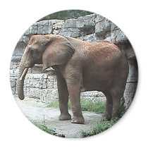 Elephant Magnet