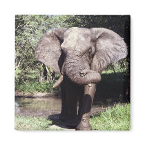 Elephant magnets