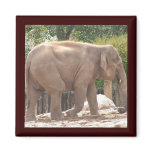 Elephant Magnets Elephant Magnets