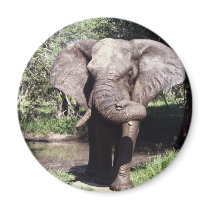 Elephant magnets