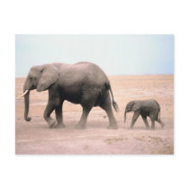 Elephant Mother and Calf postcards by alternateworlds Elephant Mother and Calf postcards