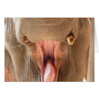 Elephant Open Mouth