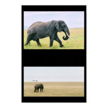 Elephant on the Mara posters