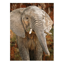 Elephant painting African art Postcard