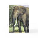 Elephant Painting Card