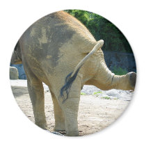 ELEPHANT PEE magnets