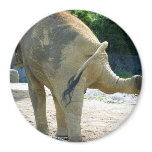 ELEPHANT PEE magnets