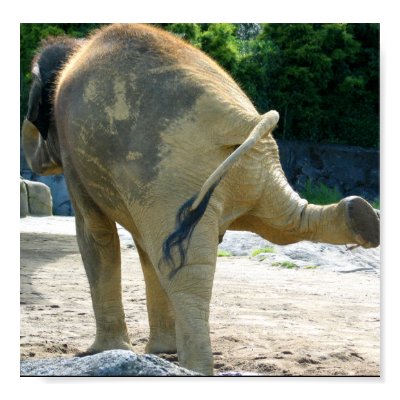 elephant_pee_poster-p228483883142621720t5wm_400.jpg
