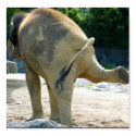 ELEPHANT PEE posters
