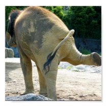 ELEPHANT PEE posters