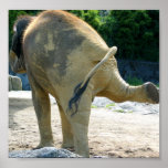 ELEPHANT PEE PRINT