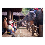 Elephant Petting - Thailand Card