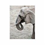 Elephant Photo Cutouts