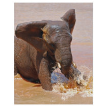 Elephant playing with water flyer design