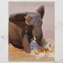 Elephant playing with water flyer design