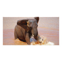 Elephant playing with water personalized photo card