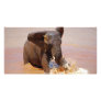 Elephant playing with water personalized photo card