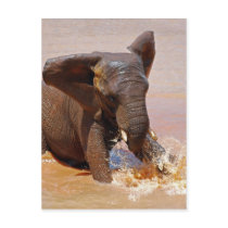 Elephant playing with water postcard