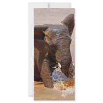 Elephant playing with water rack card design