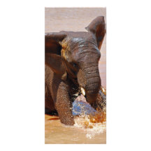 Elephant playing with water rack card design