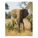 Elephant Portrait posters