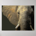 Elephant Portrait Posters print