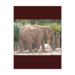 Elephant Postcards Elephant Postcards