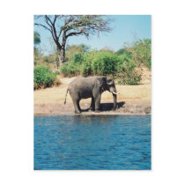 Elephant Postcard