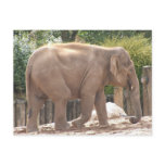 Elephant Postcards Elephant Postcards
