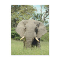 Elephant Postcard