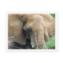 Elephant Postcard