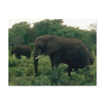 elephant postcards by cardart elephant postcards