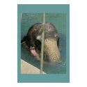 Elephant posters