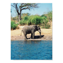 Elephant Poster posters by rukeman Elephant Poster posters