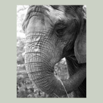 Elephant posters